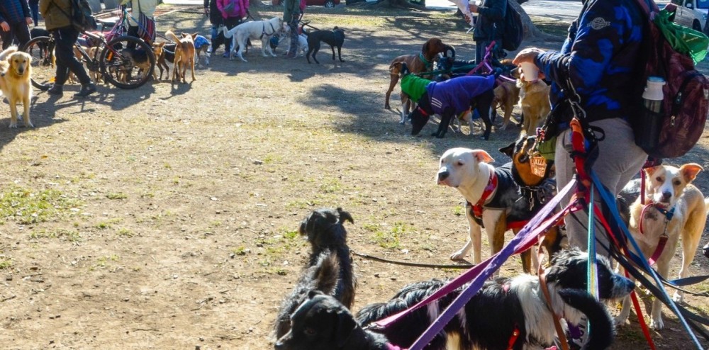 Alquilar con mascotas: la otra odisea de los inquilinos y la idea que busca resolver el problema